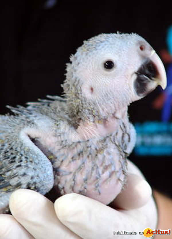 /public/fotos2/guacamayo-de-spix.jpg