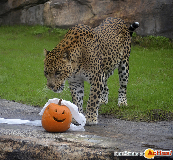 /public/fotos2/halloween-leopardo-31102015.jpg