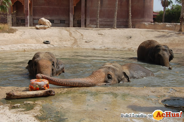 /public/fotos2/helados-elefantes-3-23072001.jpg
