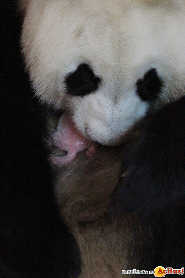 /public/fotos2/hembra-de-panda-gigante-30082013.jpg
