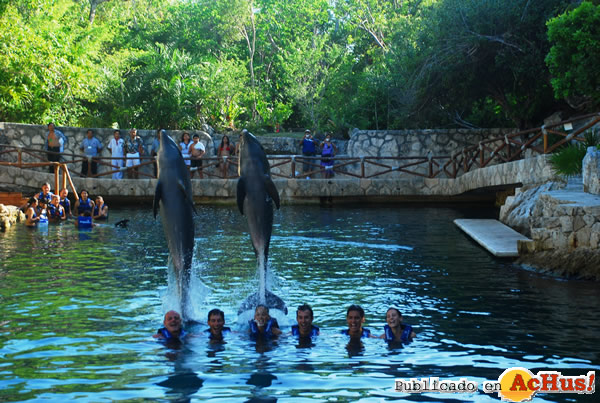 /public/fotos2/hermoso-salto-de-delfin-sobre-ellos-29072009.jpg