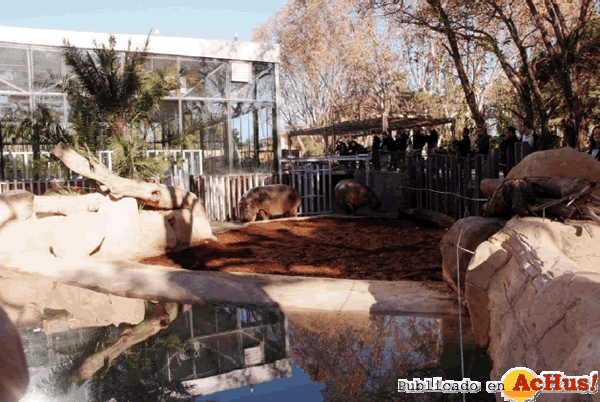 /public/fotos2/hipopotamos-01042013.gif