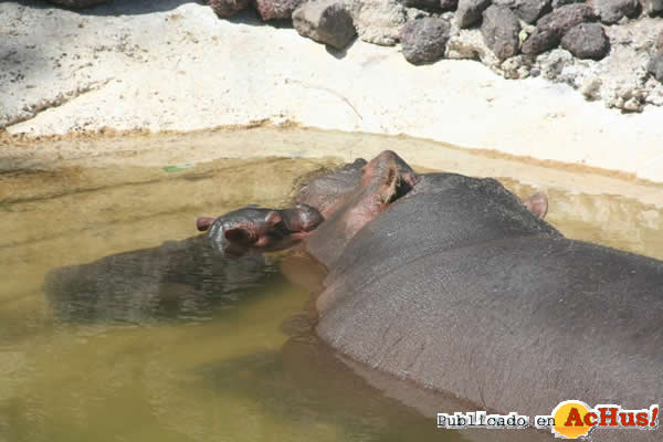 /public/fotos2/hipopotamos-0116032010.jpg