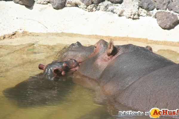/public/fotos2/hipopotamos-0216032010.jpg