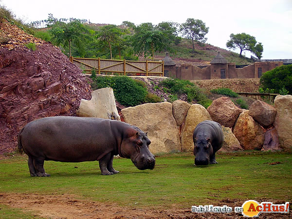 /public/fotos2/hipopotamos-tnm-09022010.jpg