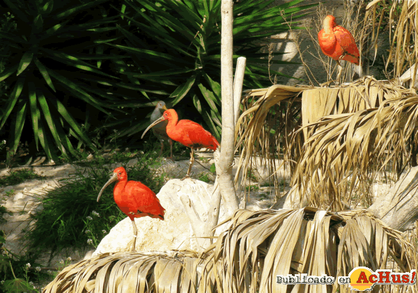 /public/fotos2/ibis-aviario-22032013.gif
