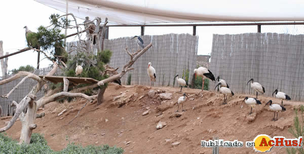/public/fotos2/ibis-sagrados-2-12042011.jpg