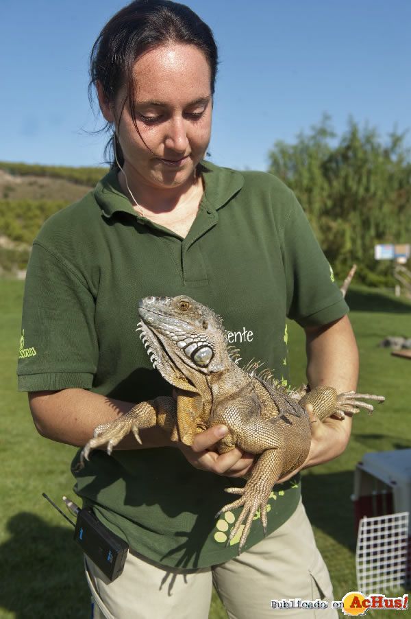 /public/fotos2/iguana-15092011.jpg