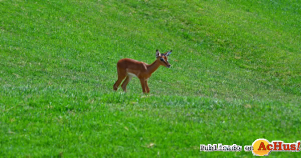 /public/fotos2/impala-Sabana_africana-28062013.jpg