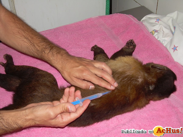 /public/fotos2/implante-capuchino-20112014.jpg