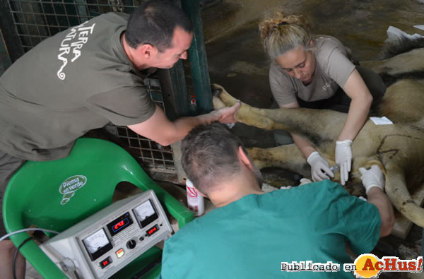 /public/fotos2/inseminacion-leon2-05052015.jpg