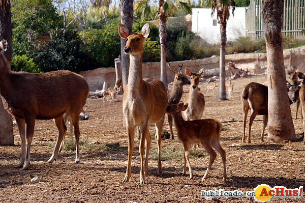 /public/fotos2/introduccion-barasingha-02112012.jpg