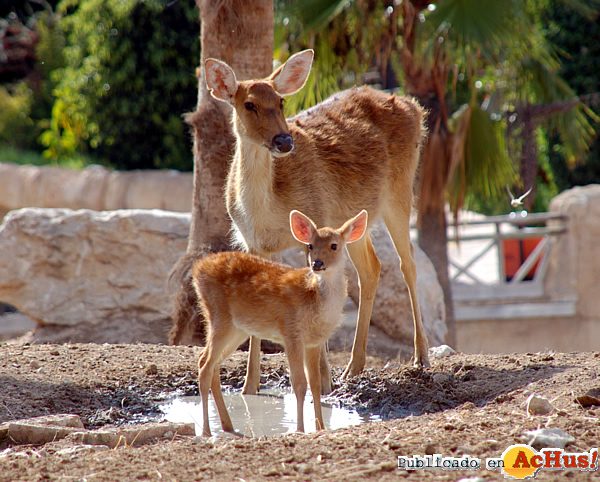 /public/fotos2/introduccion-barasingha2-02112012.jpg