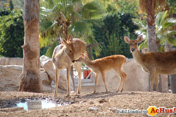 /public/fotos2/introduccion-barasingha3-02112012.jpg