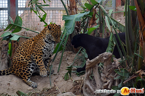 /public/fotos2/jaguares2-19022015.jpg