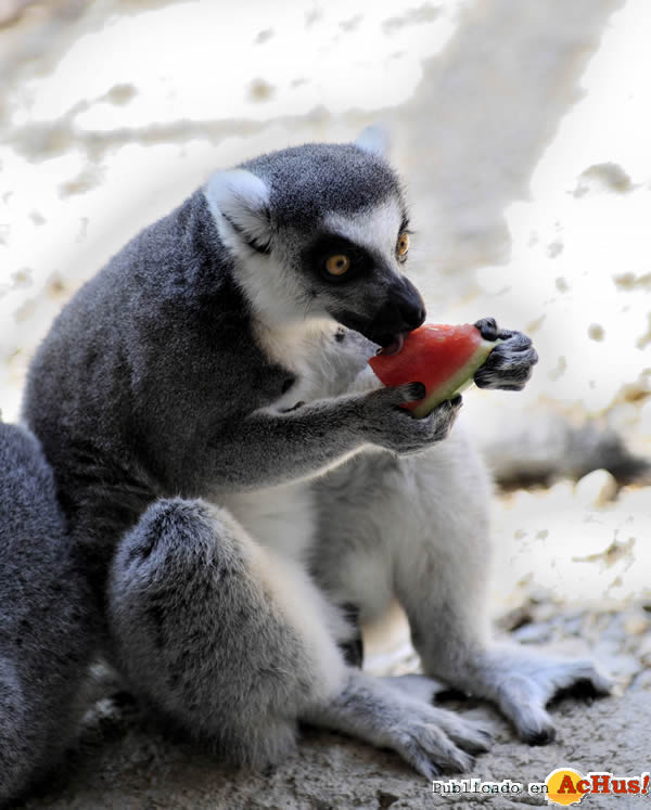 /public/fotos2/lemur-09032011.jpg