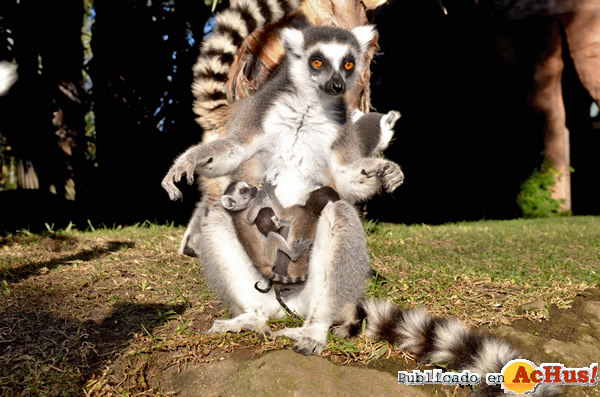 /public/fotos2/lemur-13022015.jpg