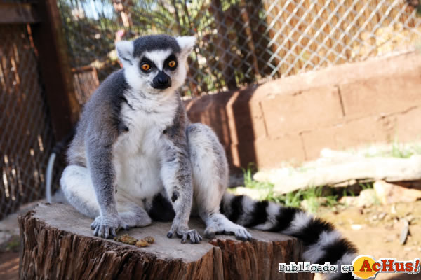/public/fotos2/lemur-18022014.jpg