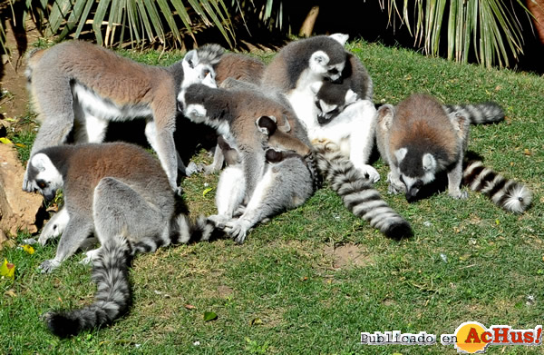 /public/fotos2/lemur-cola-anillada-13022015.jpg