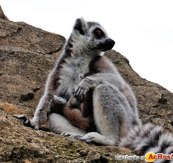 /public/fotos2/lemur-cola-anillada-crias-19052011.jpg