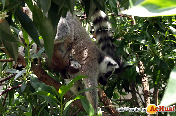 /public/fotos2/lemur-con-cria-14052010.jpg
