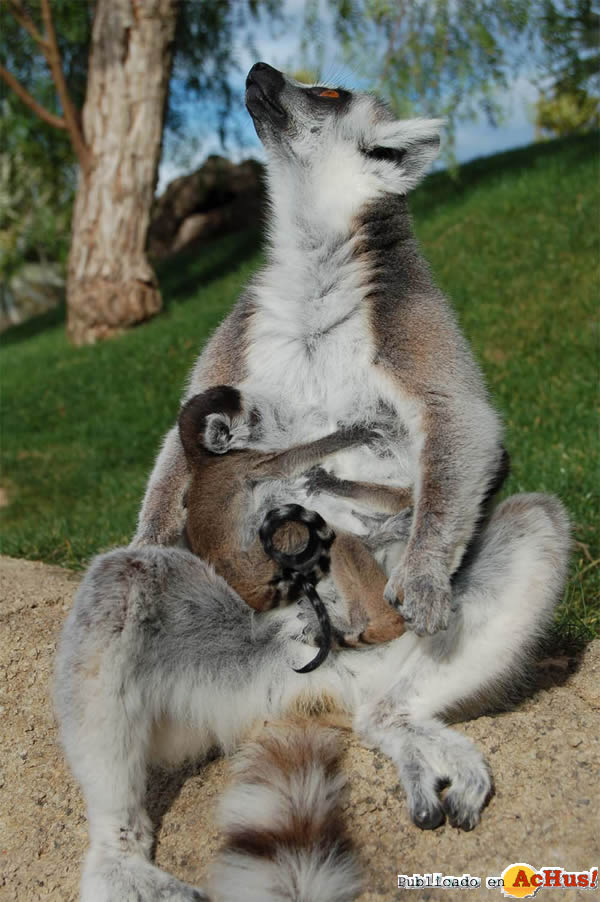/public/fotos2/lemur-con-gemelos-14052010.jpg