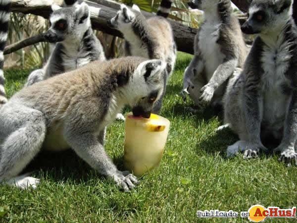 /public/fotos2/lemur-con-helado-22072013.jpg