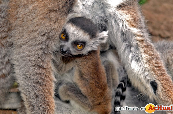 /public/fotos2/lemur-de-cola-anillada-14032014.jpg