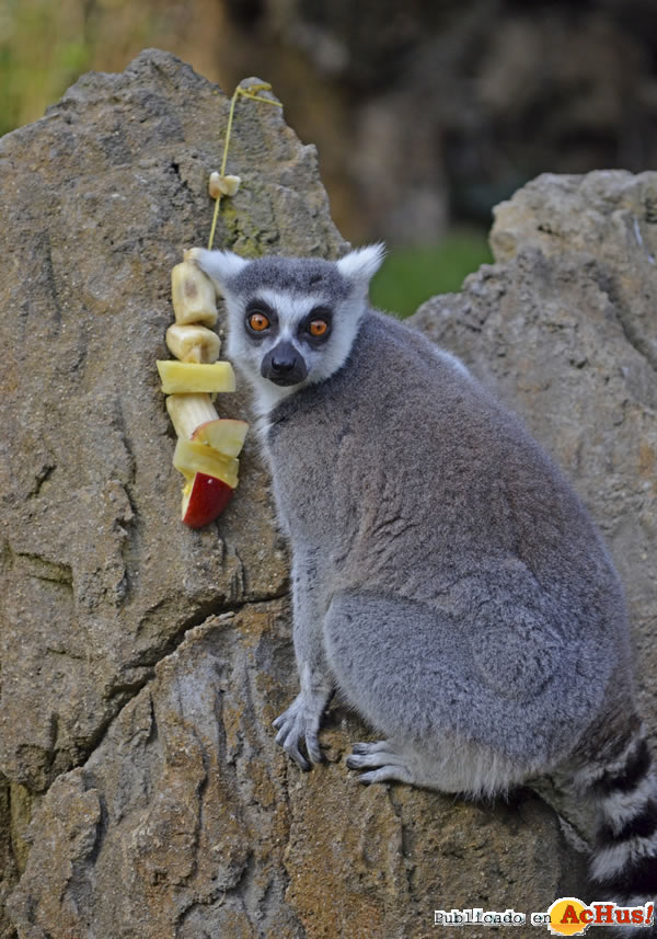 /public/fotos2/lemur-de-cola-anillada-18112015.jpg