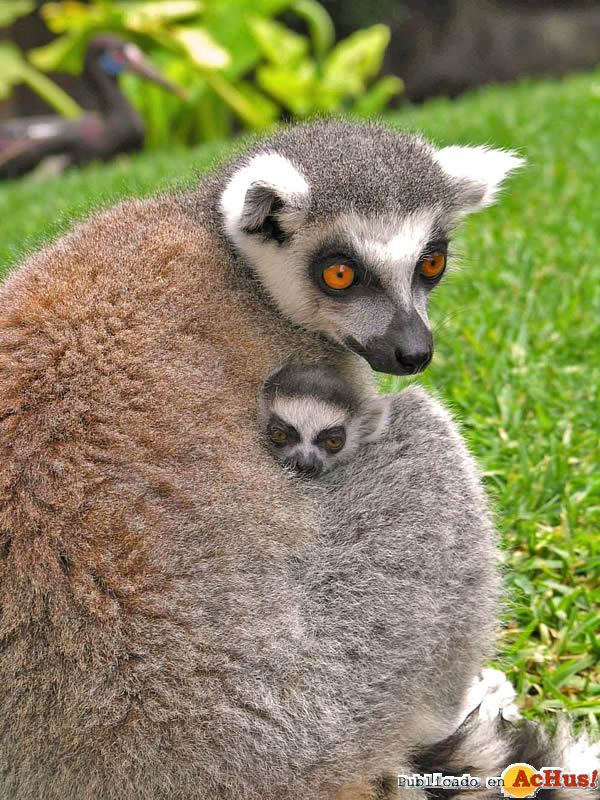 /public/fotos2/lemur-de-cola-anillada-2-14032014.jpg