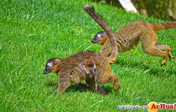 /public/fotos2/lemur-frentirrojo-Madagascar-29052013.jpg