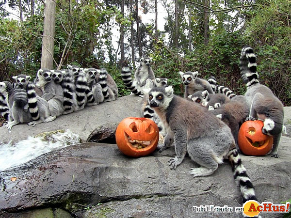 /public/fotos2/lemures-Halloween-24102013.jpg