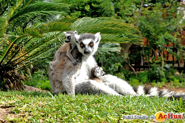/public/fotos2/lemures-de-cola-anillada-14022013.jpg