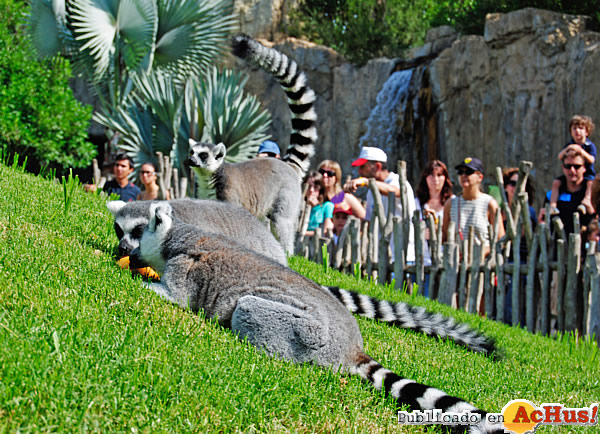 /public/fotos2/lemures-en-Madagascar-23042013.jpg