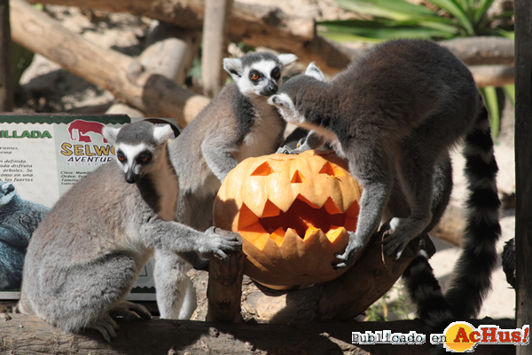 /public/fotos2/lemures-halloween-02102015.jpg