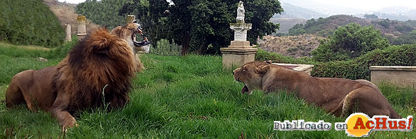 /public/fotos2/leones-29072015.jpg