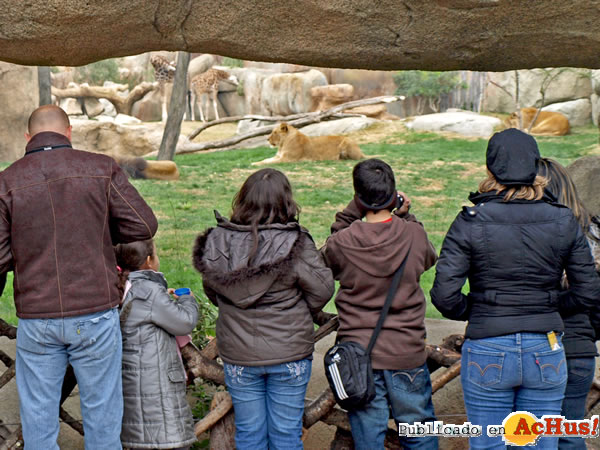 /public/fotos2/leones-bioparc-familia-18022011.jpg