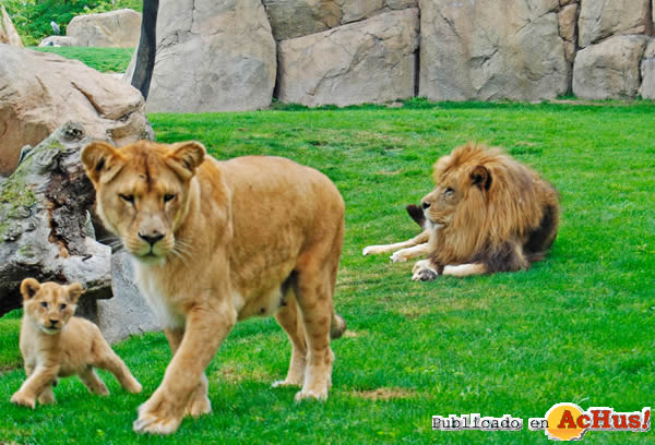 /public/fotos2/leones-con-sus-padres-08062011.jpg