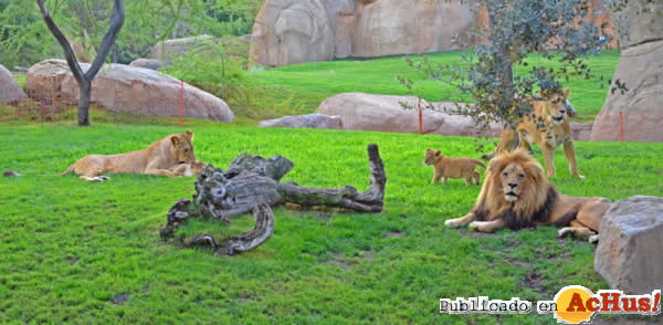 /public/fotos2/leones-de-Angola-11102013.jpg