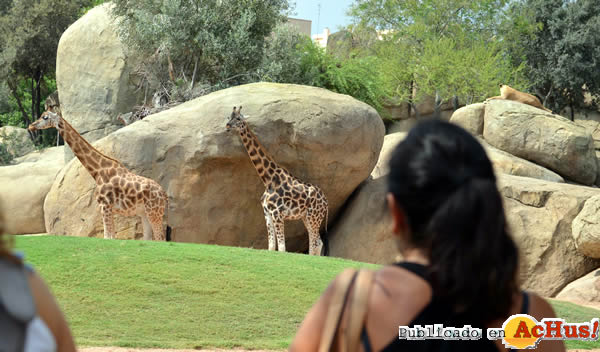 /public/fotos2/leones-observando-jirafas-29082014.jpg