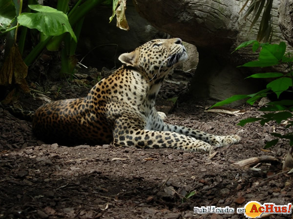 /public/fotos2/leopardo-08052015.jpg