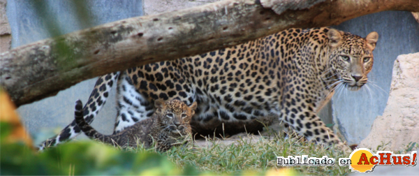 /public/fotos2/leopardo-28112011.jpg