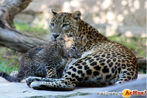 /public/fotos2/leopardos-28102011.jpg