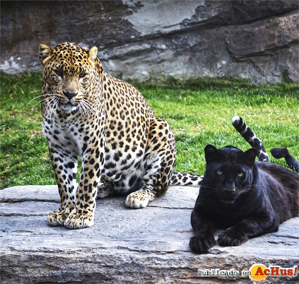 /public/fotos2/leopardos-bosque-ecuatorial-13032015.jpg