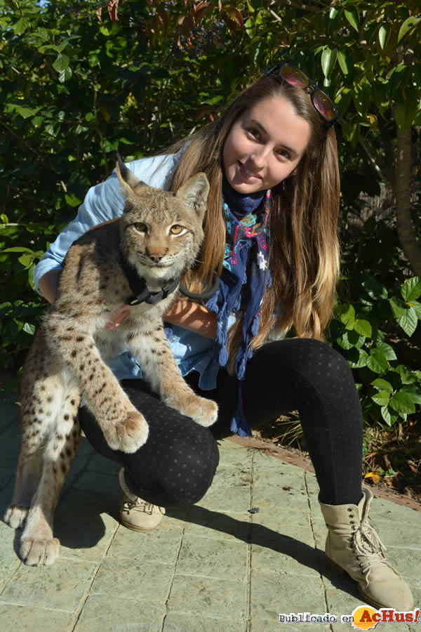 /public/fotos2/lince-boreal-15012015.jpg