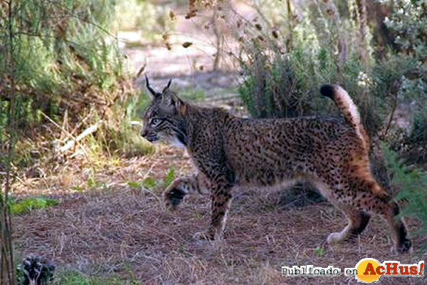 /public/fotos2/lince-iberico-01052010.jpg