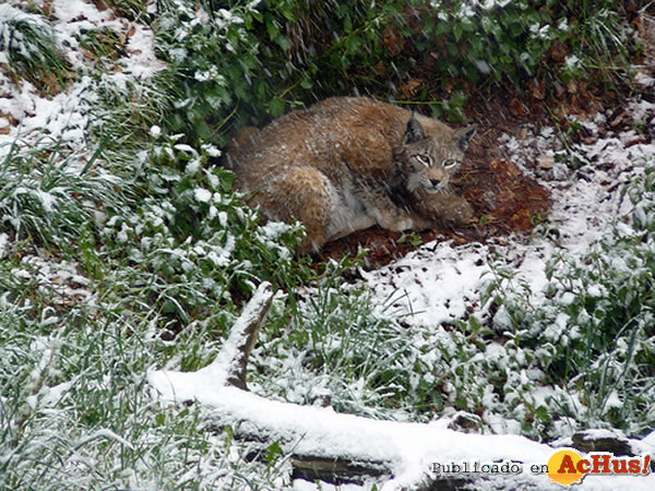 /public/fotos2/linces-01-16052010.jpg