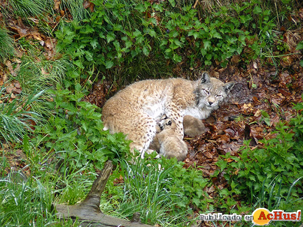 /public/fotos2/linces-02-16052010.jpg