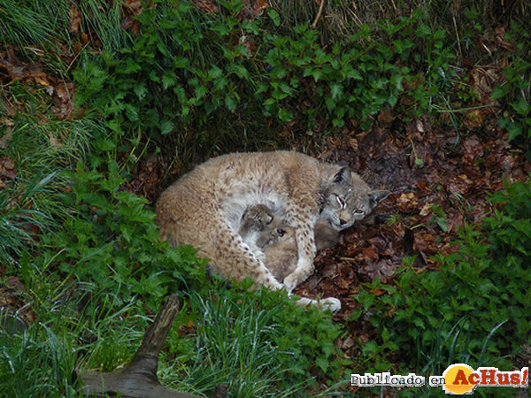 /public/fotos2/linces-03-16052010.jpg