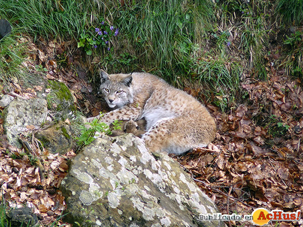 /public/fotos2/linces-04-16052010.jpg